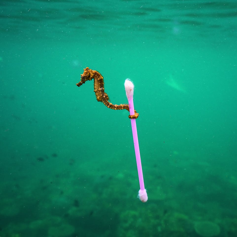 Veru Bamboo Ear Buds - Set of 2