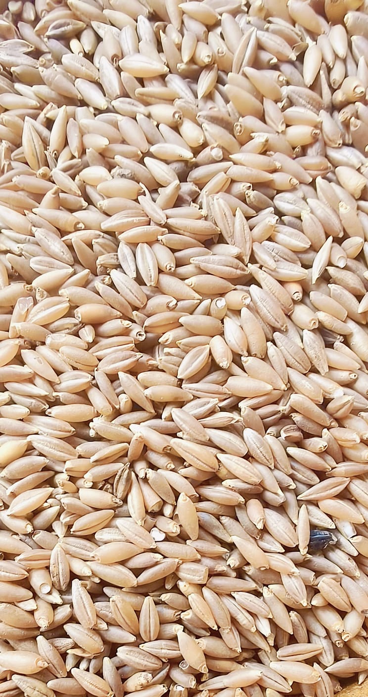 RAS Millets – Bamboo Rice (Moongil Arisi)