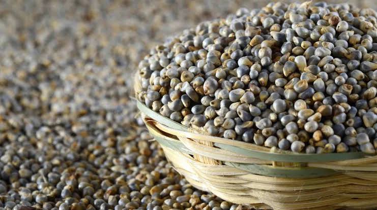 RAS Millets – Pearl Millet (Kambu / Bajra)